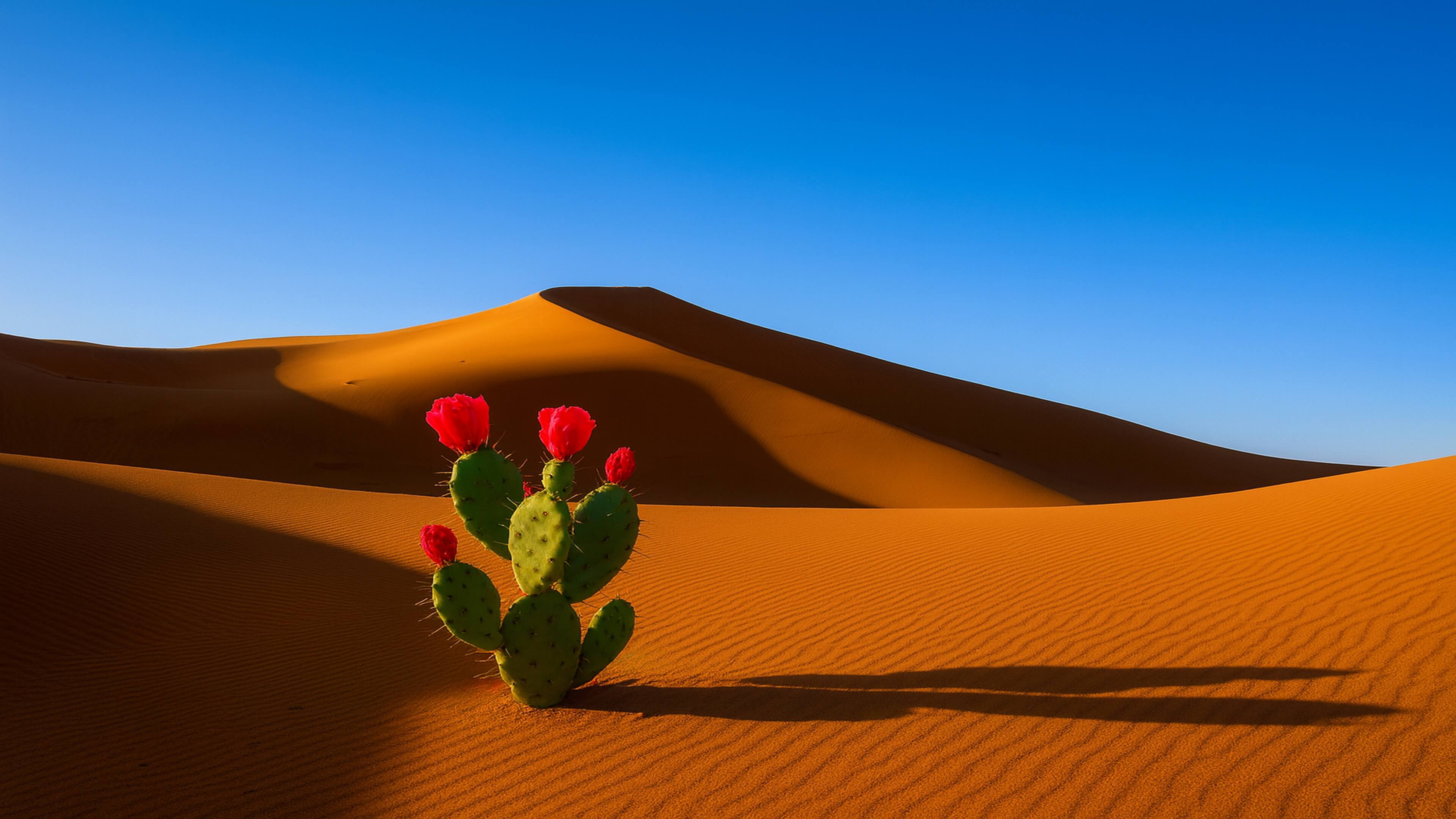 Desert sand dunes with a cactus under a bright blue sky.